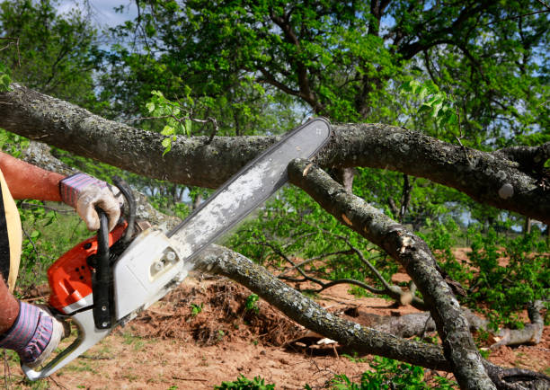 Best Tree Trimming Near Me  in Columbus, NM